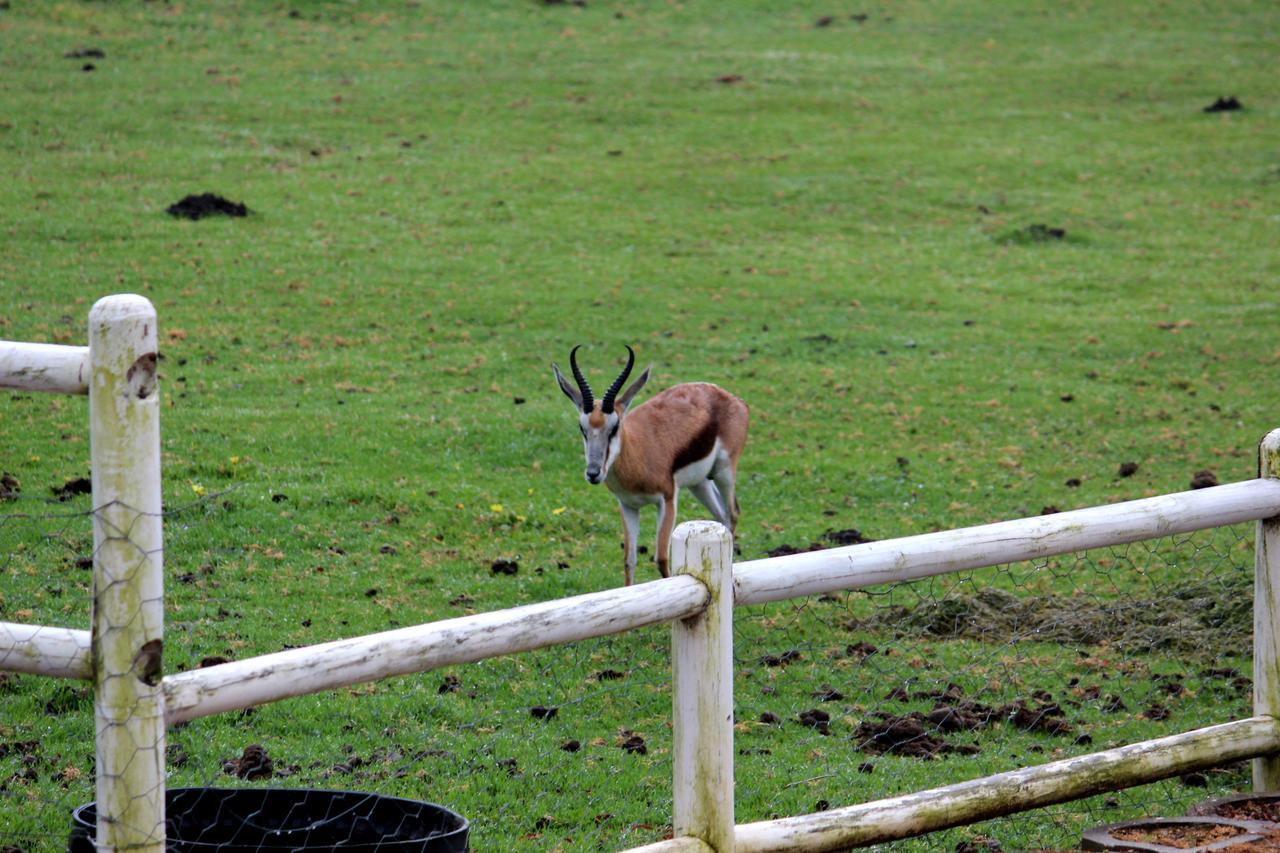Assegaaibosch Country Lodge Kareedouw Dış mekan fotoğraf